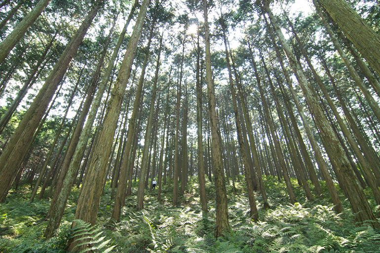 埼玉県産材　西川材