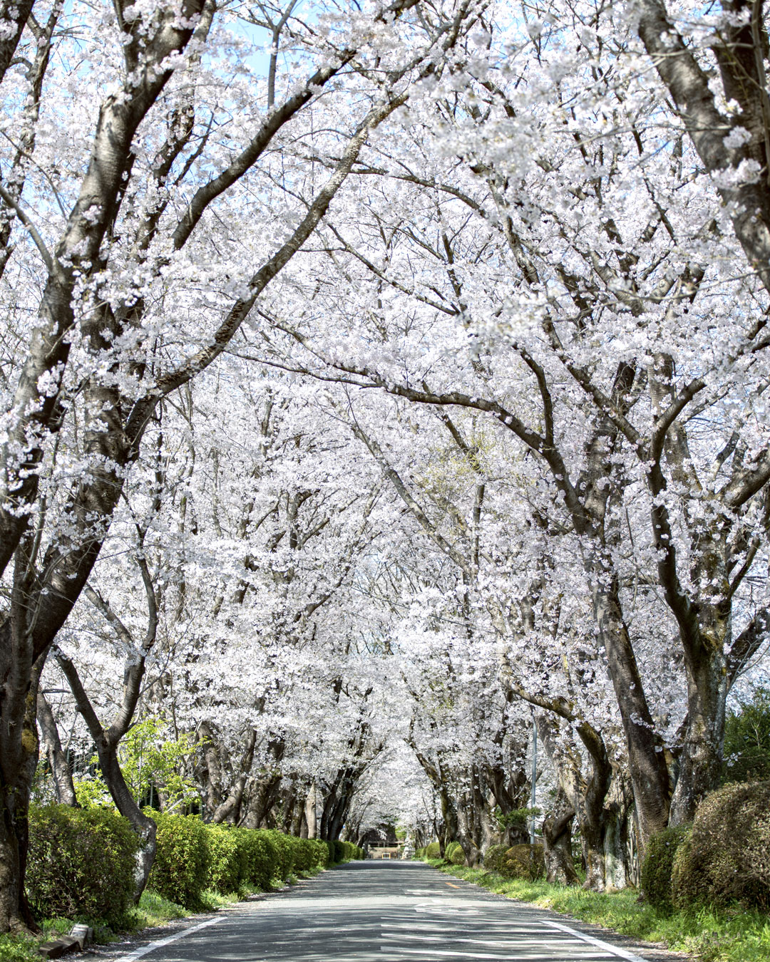 鳩山町大豆戸　三嶋神社の参道の桜並木