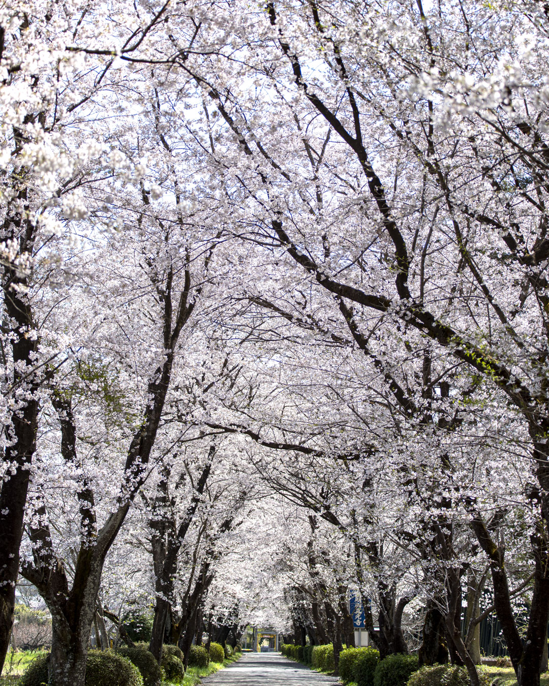 鳩山町大豆戸　三嶋神社の参道の桜並木