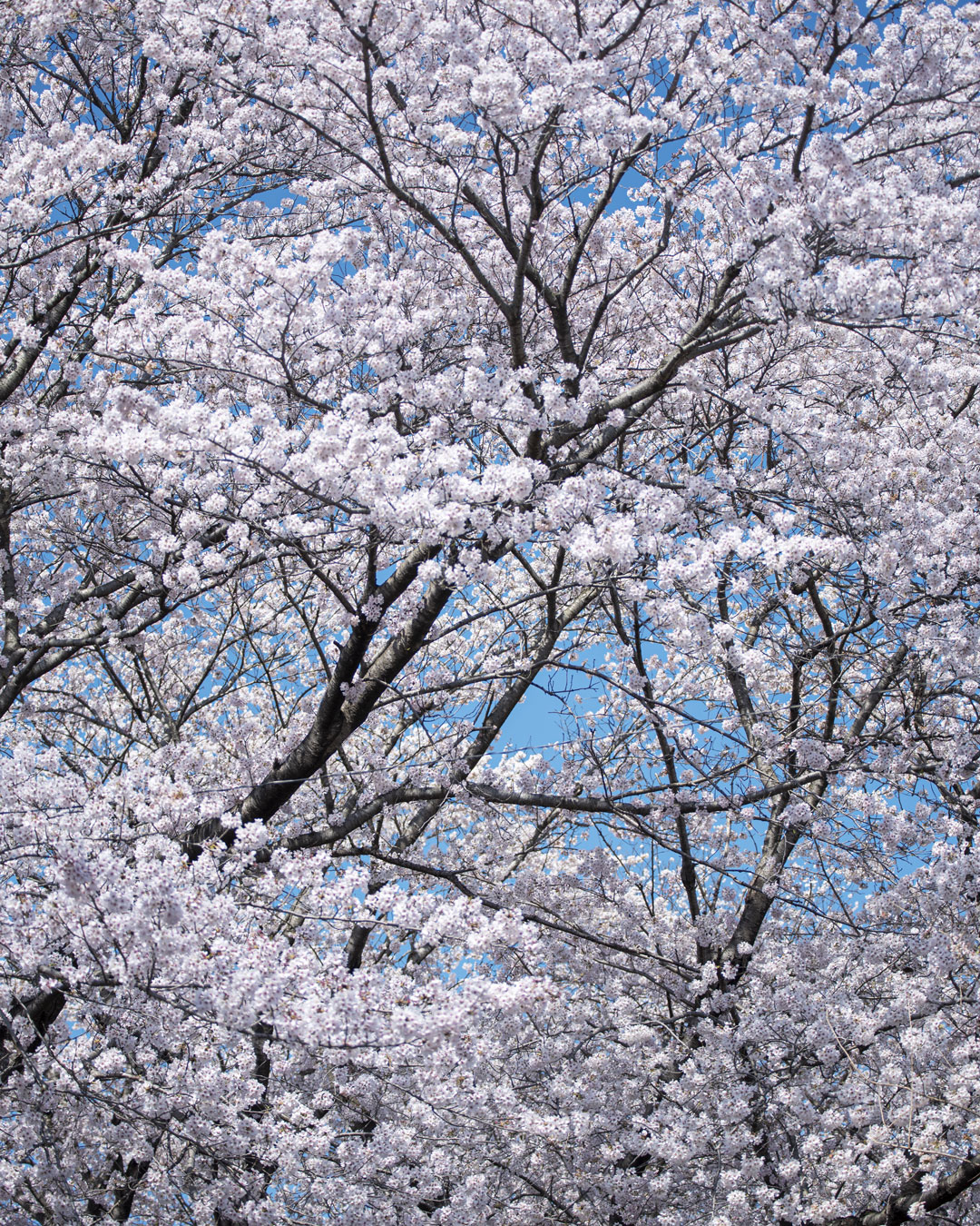 鳩山町大豆戸　三嶋神社の参道の桜並木